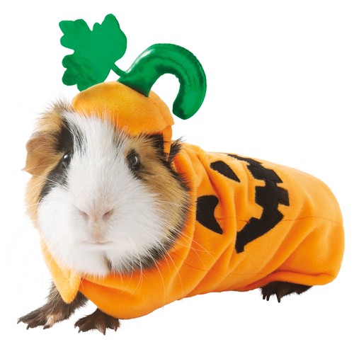 PetSmart releases new guinea pig Halloween costumes